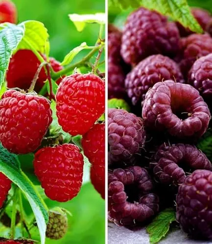 BALDUR Garten 2er Himbeeren-Kollektion - Winterharte Himbeeren im Topf: 1x TwoTimer® Sugana® und 1x Schwarze Himbeere 'Glen Coe'. Ertragreiche, süße Früchte, ideal für sonnige bis halbschattige Standorte. Geringer Pflegeaufwand für leckere Ernten!