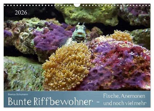 Bunte Riffbewohner - Fische Anemonen und noch viel mehr (Wandkalender 2026) - Kalender für 2026 mit beeindruckenden Motiven tropischer Riffe, ideal für Natur- und Meeresliebhaber.