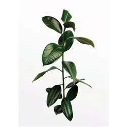 Komar Wandbild Ficus Branch 30 x 40 cm von Komar