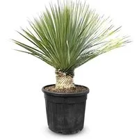 Bäume Grün von Sunny Tree