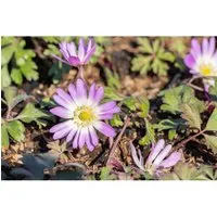 Anemone blanda 'Charmer' - Rosa Balkan-Windröschen im 9x9 cm Topf - Die Anemone blanda 'Charmer' begeistert mit rosafarbenen Blüten und ist ideal für Beete, Steingärten und Kübel. Pflegeleicht und winterhart, bringt sie frühzeitig Farbe in Ihren Garten.