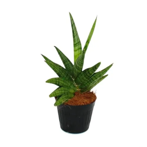 Sansevieria