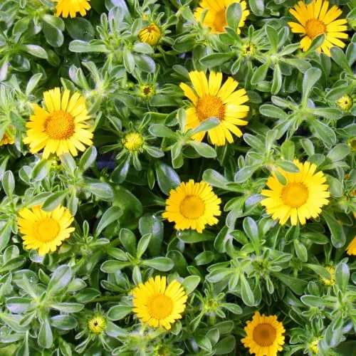 Goldtaler - Dukatenblume - Asteriscus maritimus im 11cm Topf - Set mit 3 Pflanzen - Die Dukatenblume begeistert mit leuchtend gelben Blüten bis in den Oktober. Pflegeleicht und ideal für Wind und Wetter, bringen Sie Farbe in Ihren Garten. Lieferung umfasst 3 Pflanzen in Top-Qualität.