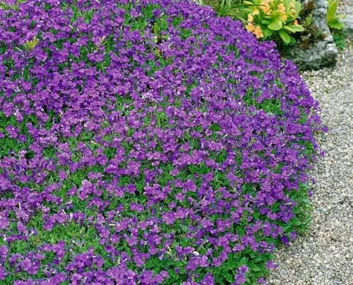 Aubrieta x cultorum 'Hamburger Stadtpark' 9x9 cm Topf – Winterhart, Mehrjährig, Pflegeleicht – Blaukissen – Bodendecker für Steingarten & Beetkante