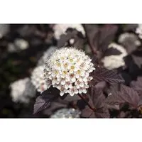 Physocarpus opulifolius 'Summer Wine' - Blasenspiere mit rotlaubigen Blättern - Blumen & Stauden – Der Sommerwein-Perückenstrauch begeistert mit tiefroten Blättern und ist ideal als Sichtschutz oder Hecke. Winterhart bis -30 °C und pflegeleicht!