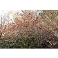 Hamamelis Intermedia Feuerzauber - Zaubernuss Rot-Orange 60–80 cm - Sträucher mit leuchtend roten Blüten von Januar bis März und duftendem Aroma. Pflegeleicht und ideal für Einzelstellung oder gemischte Rabatten.