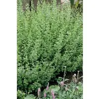 Calamintha Nepeta White Cloud Bergminze Ca. 9x9 cm Topf