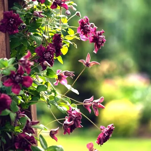 Pflanzen-Kölle Pflanzen von Pflanzen-Kölle