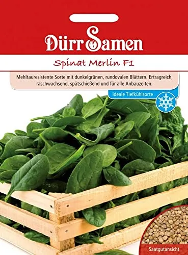 Dürr-Samen - Spinat Merlin F1 Saatgut