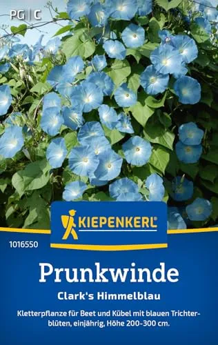 Kiepenkerl Prunkwindensamen Clark's Himmelblau 1016550 - Einjährige Blumensamen mit einer Wuchshöhe von 200 bis 300cm und einem Inhalt für 20 Pflanzen - Saatgut