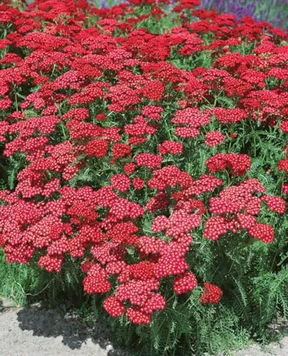 Achillea millefolium 'Christel' 9x9 cm Topf – Winterhart, Mehrjährig, Pflegeleicht – Schafgarbe – Staude für Beet & Rabatte