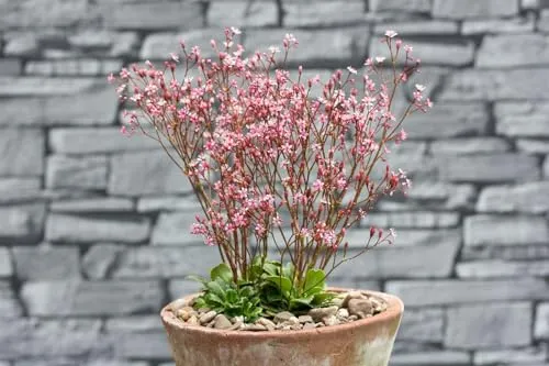 Saxifraga x urbium 'Clarence Elliott' 9x9 cm Topf – Winterhart, Mehrjährig, Pflegeleicht – Moos-Steinbrech – Bodendecker für Steingarten & Beet
