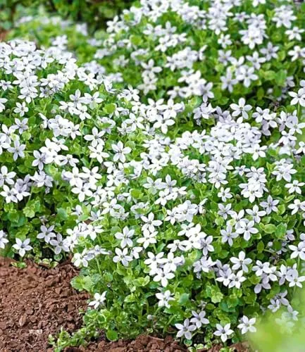 BALDUR Garten 6x Weiße winterharte Isotoma 