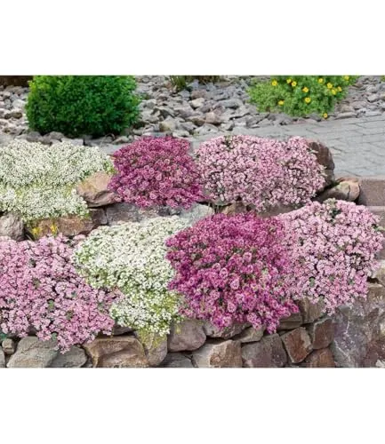 Produktbild BALDUR-Garten Bodendecker-Set Thymian