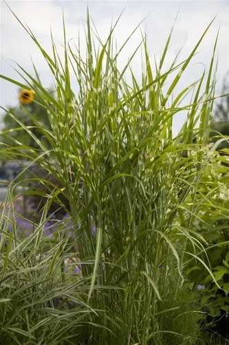 Miscanthus sinensis 'Gold Breeze', Chinaschilf, gestreift, 2 Liter Container