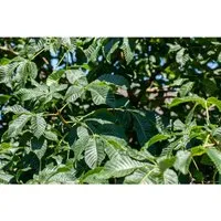 Aesculus Parviflora Strauchkastanie 150–175 cm – Eleganter Zierstrauch - Strauchkastanie mit beeindruckenden, weißen Blütenrispen und attraktiver Herbstfärbung. Ideal als Blickfang im Garten, robust und pflegeleicht für verschiedene Standorte.
