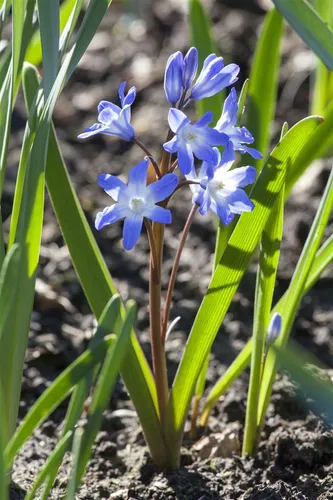 Pflanzen für Dich Staude Scilla siberica, 1 St., Sibirischer Blaustern, Blaustern