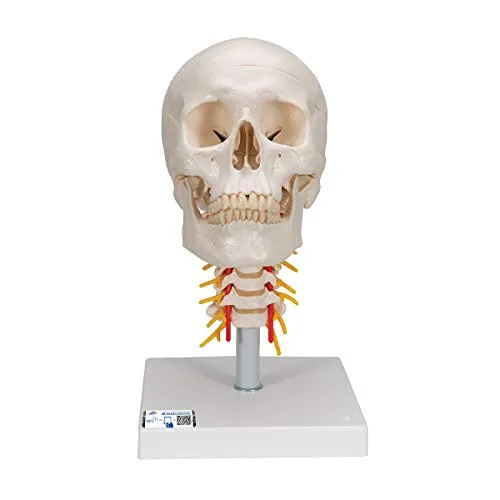 3B Scientific klassisches Schädel-Modell mit Montage, on Cervical Spine, 1