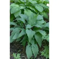 Produktbild Hosta Lancifolia Red October Funkie Ca. 11x11 cm Topf