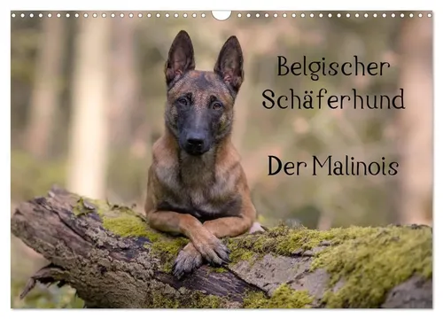 Belgischer Schäferhund von CALVENDO