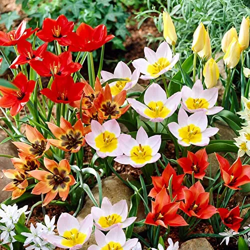 Tulpenzwiebeln Winterhart Mehrjährig - Botanische Mischung - 50 Blumenzwiebeln - Echte Pflanzen aus Holland - Tulpen zwiebeln für Garten, Töpfe und Balkon (große Knollen, kein Samen, nicht künstlich)