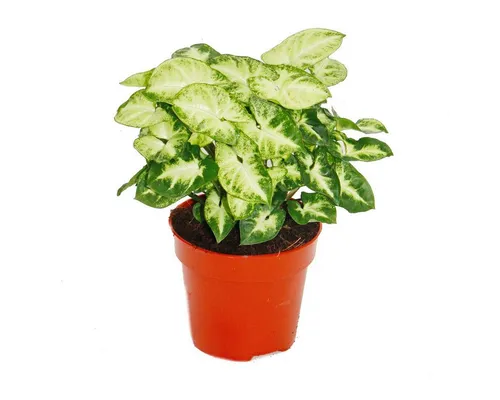 Exotenherz Zimmerpflanze Zimmerpflanzen und Grünpflanzen luftreinigend im 12-14cm Topf