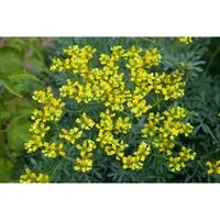 Ruta Graveolens Weinraute Ca. 9x9 cm Topf in gelb von Pflanzen für Dich