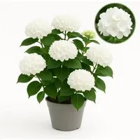 Hortensia Hydrangea Forever & Ever Weiß – Blühender Strauch im 23-cm-Topf - Schöne Gartenhortensie mit 7-12 Blüten, ideal für Garten und Terrasse. Robust und pflegeleicht, bringt lebendige Farben in deinen Außenbereich.