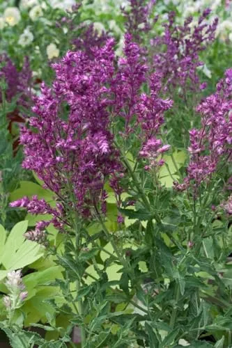 Salvia nemorosa 'Schwellenburg' 9x9 cm Topf – Winterhart, Mehrjährig, Pflegeleicht – Steppensalbei – Beetstaude für Garten & Rabatte