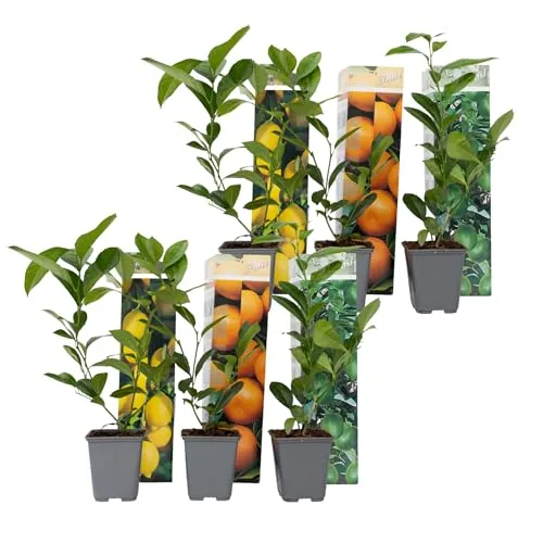Plant in a Box - Citrus Pflanzen Mix - 6er Set - Obstsamen & -pflanzen: Mediterrane Obstbäume für Ihr Zuhause, ideal als Zimmer- oder Gartenpflanze, bringen Urlaubsflair und süße Früchte!
