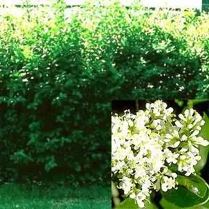 Liguster Stecklinge reichen für 10 Meter Hecke 50