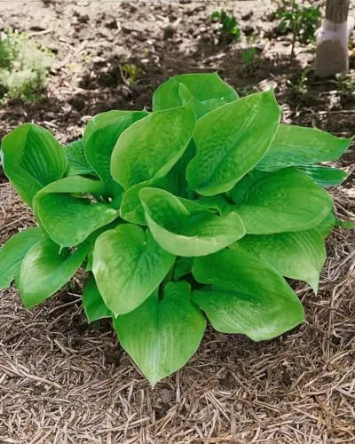 Hosta 'Sum and Substance' 11x11 cm Topf – Winterhart & Mehrjährig & Pflegeleicht – Funkie – Blattschmuckstaude für Schattenbeet & Kübel