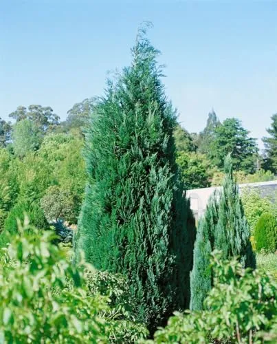 Chamaecyparis lawsoniana 'Alumii' – Blaue Säulenzypresse für Garten & Sichtschutz - Winterharte, immergrüne Konifere mit blaugrauem Nadelkleid. Ideal für dichte Hecken und Sichtschutz. Pflegeleicht, schnittverträglich und robust. Perfekt für Vorgarten, Kübel oder Einzelstellung.