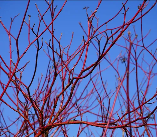 Dehner Zierstrauch Rotholziger Hartriegel Sibirica, Cornus alba, korallenrote Rinde, cremeweiße Blüten ab Mai, schnittverträglich