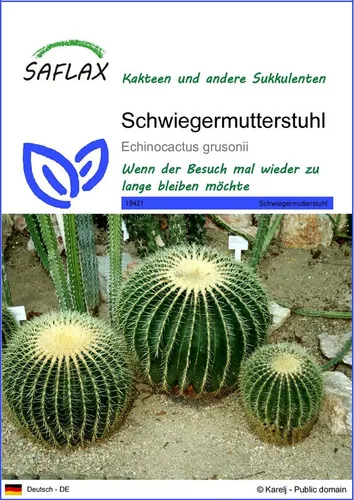 SAFLAX Blumensamen SAFLAX - Samen - Schwiegermutterstuhl