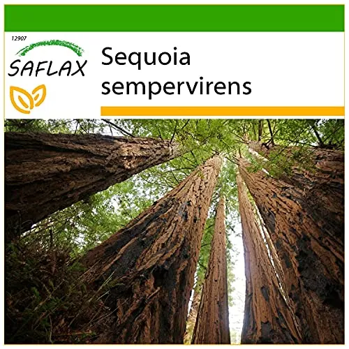 SAFLAX - Küsten - Mammutbaum - 50 Samen - Mit keimfreiem Anzuchtsubstrat - Sequoia sempervirens