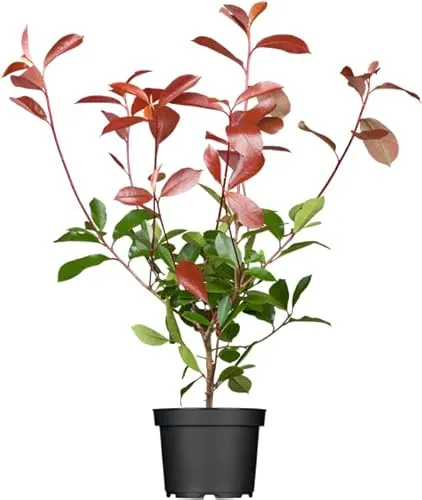 Produktbild Photinia fraseri 'Red Robin' 60–80 cm – Immergrün, Winterhart, Pflegeleicht – Glanzmispel – Heckenpflanze für Garten & Sichtschutz