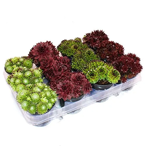 Exotenherz Hauswurz - 12 verschiedene Sempervivum-Sorten - Vielfältiges Set aus 12 pflegeleichten Hauswurz-Pflanzen, ideal für jeden Garten. Winterhart und robust, benötigt wenig Wasser und Pflege.
