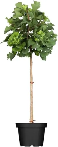 Ginkgo biloba 'Mariken' in grün von PlantaPro