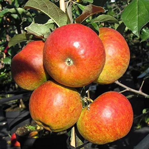 Apfelbaum Pilot robuster Winterapfel Buschbaum ca. 110-140 cm im 9,5 Liter Topf Unterlage MM 111