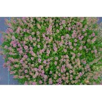Thymus Praecox Purpurteppich Teppich-Thymian Purpur Ca. 9x9 cm Topf