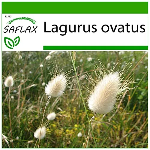 SAFLAX - Gräser-Bambus-Hasenschwanz-Gras/Samtgras - 100 Samen - Mit keimfreiem Anzuchtsubstrat - Lagurus ovatus
