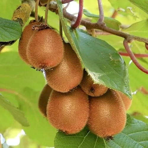 Actinidia Jenny aromatisierte Kiwi 2L Pflanze für Anfänger und professionelle Gärtner - Ideal für Kleingarten, Garten - Schöne Pflanze mit ungewöhnlichen Blüten - Genießen Sie jeden Tag ihre Farben