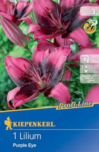 Kiepenkerl Asiatische Lilie Purple Eye