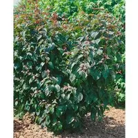 Acer Davidii Viper Schlangenhaut-Ahorn 50–60 cm - Eleganter Schlangenhaut-Ahorn mit auffallend gestreifter Rinde und leuchtenden Herbstfarben. Ideal für kleine Gärten und als Solitärpflanze, pflegeleicht und robust.