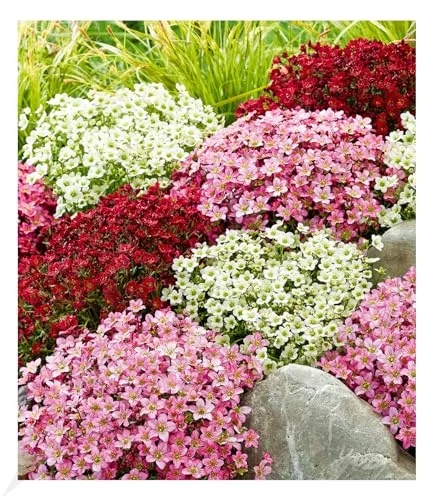 BALDUR Garten Saxifraga-Mix Blütenteppich,3 Pflanzen, robuster Bodendecker, winterharte Staude, mehrjährig, pflegeleicht, Wasserbedarf gering, blühend, Saxifraga arendsii