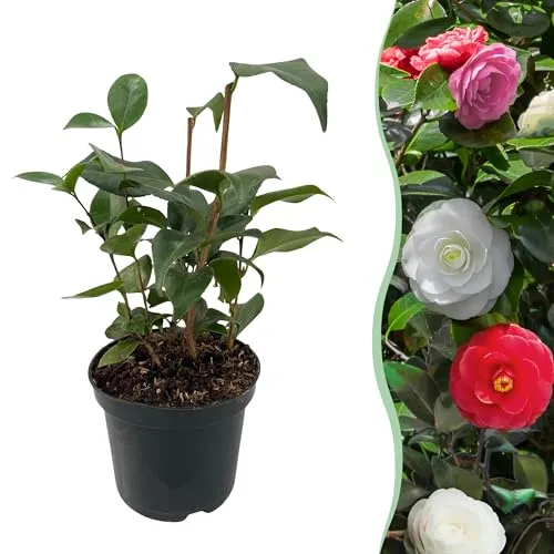 GreenboutiQ - Sträucher - Camelia japonica Tricolour - Blüte Rosa, Weiß und Rot - 1 Pflanze - Immergrün - Topf 15cm Höhe 30cm