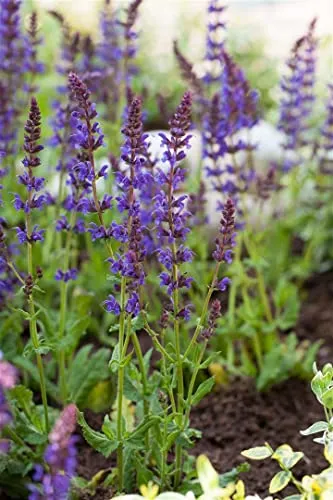 Salvia nemorosa 'Ostfriesland' 9x9 cm Topf – Winterhart, Mehrjährig, Pflegeleicht – Steppensalbei – Staude für Beet & Rabatte