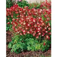 Aquilegia Caerulea Crimson Star Akelei Ca. 9x9 cm Topf