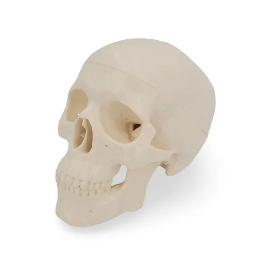 Mini Schädel Anatomie modell 3 teilig 15cm bewegliche Kiefer Kalotte abnehmbar